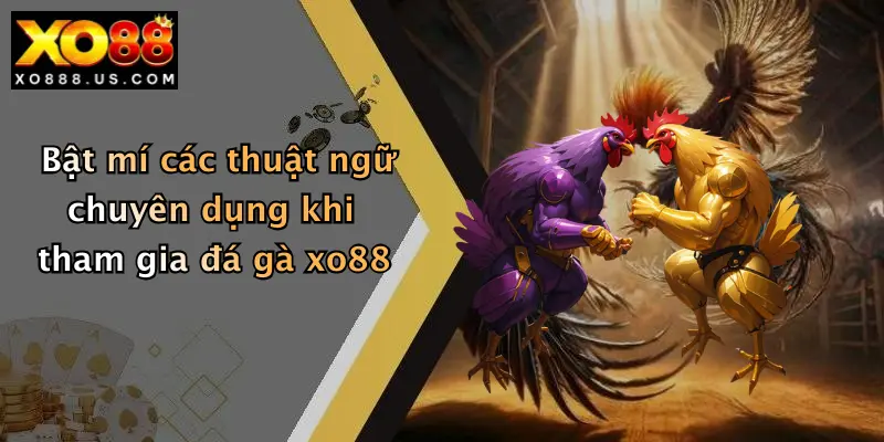 Bật mí các thuật ngữ chuyên dụng khi tham gia đá gà xo88