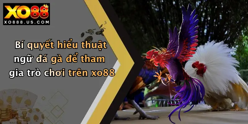 Bí quyết hiểu thuật ngữ đá gà để tham gia trò chơi trên xo88