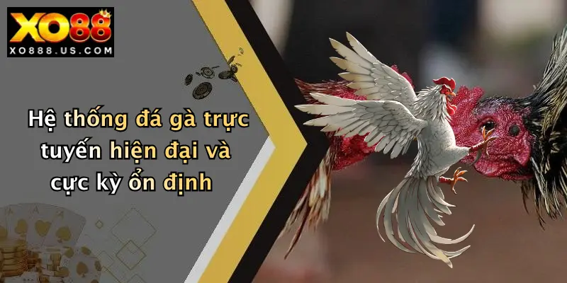 Hệ thống đá gà trực tuyến hiện đại và cực kỳ ổn định