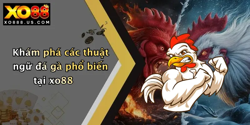 Khám phá các thuật ngữ đá gà phổ biến tại xo88