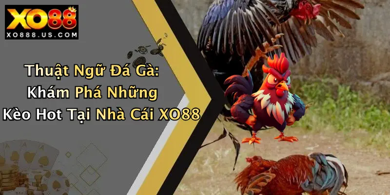 Thuật Ngữ Đá Gà: Khám Phá Những Kèo Hot Tại Nhà Cái XO88